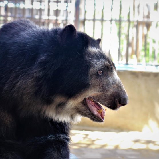 VIT destinó alimentos para las especies en peligro de extinción del Zoológico de Paraguaná